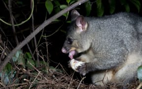 A possum eating a Kereru egg.