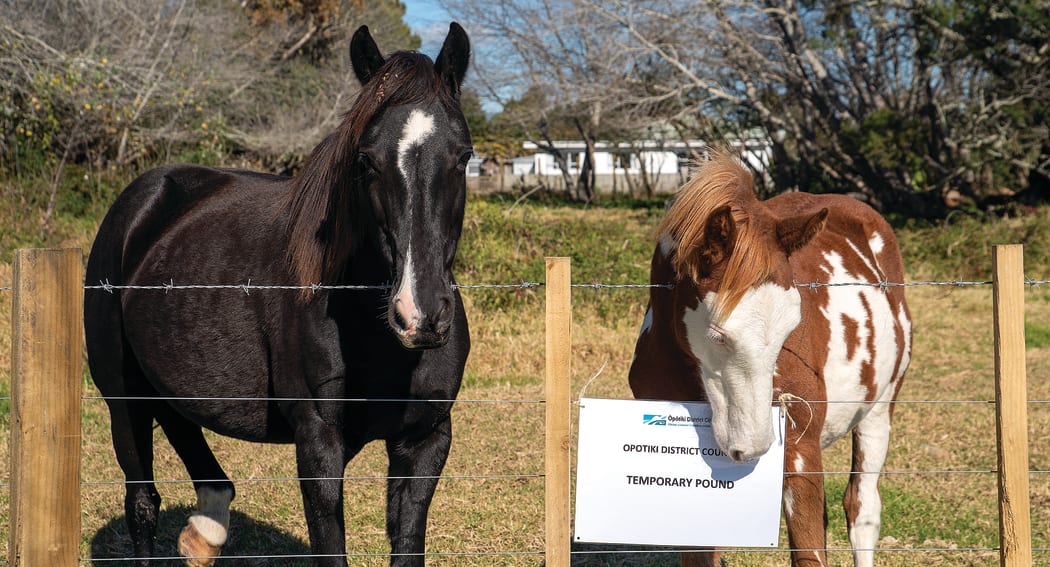 Grazing a horse in Opotiki could soon become a privilege not a right as the council moves to consult with the public on a total ban.