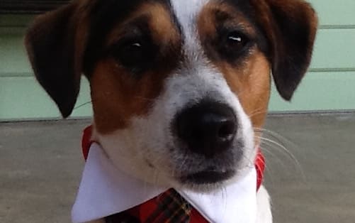 Dog wearing a tie
