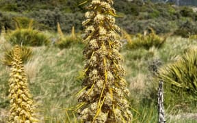 Taramea