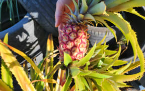 Red pineapple are among the plants Aaaron grows