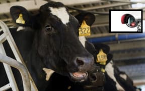 Security cameras have been found filming in Waikato dairy sheds.