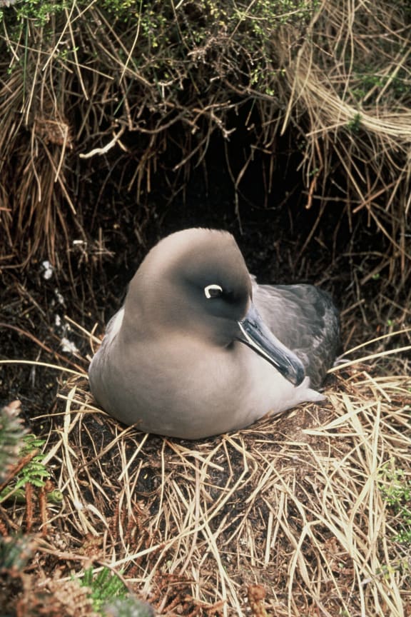 The light-mantled sooty albatross is one of six species of albatross living on Campbell Island.