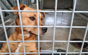 Dog