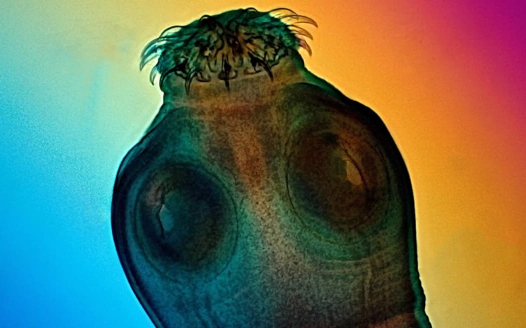 Pork tapeworm
