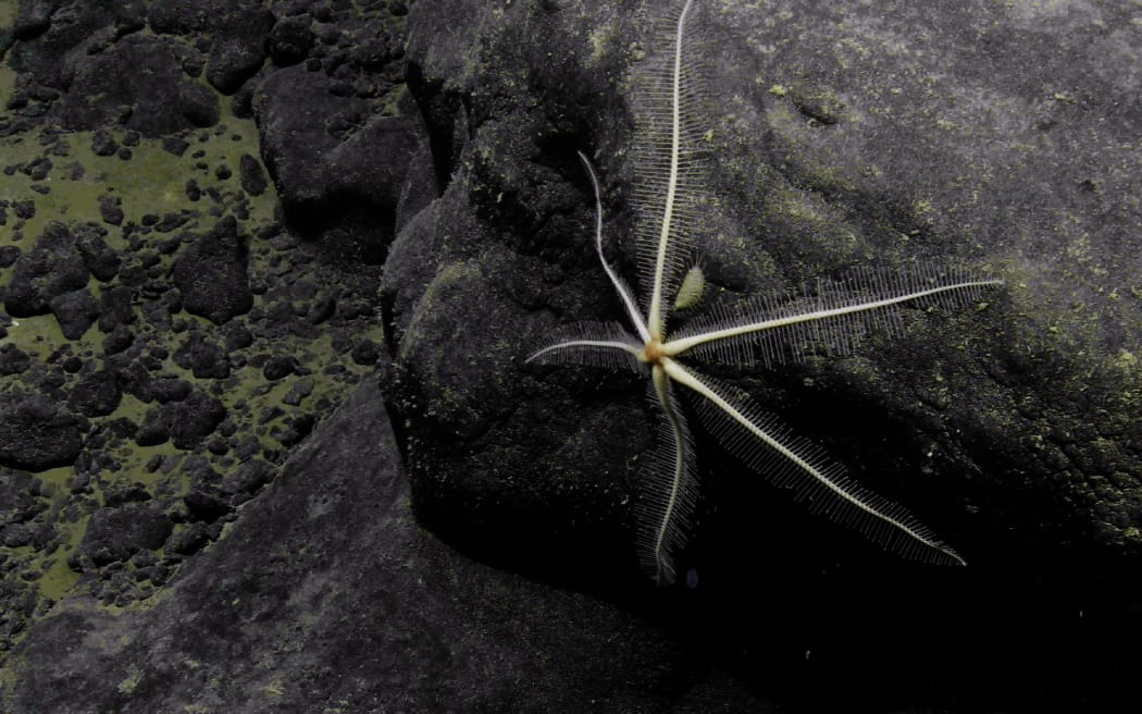 A brisingid sea star resting on a rock.