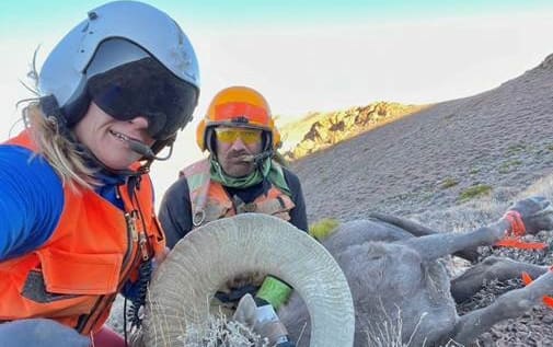 New Zealander Beth Matheson in her role as a 'mugger' while doing animal research and tagging in Canada.