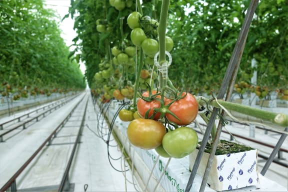 Hothouse tomatoes grown on the Waimea Plains in Tasman.