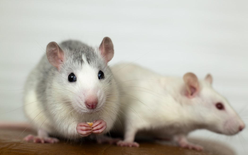 Two white rats.