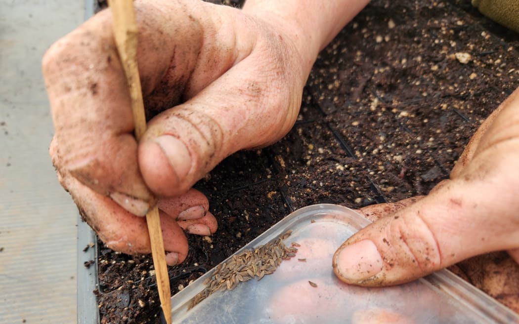 A close-up of Jemma's hands with toothpick pushing seed into soil