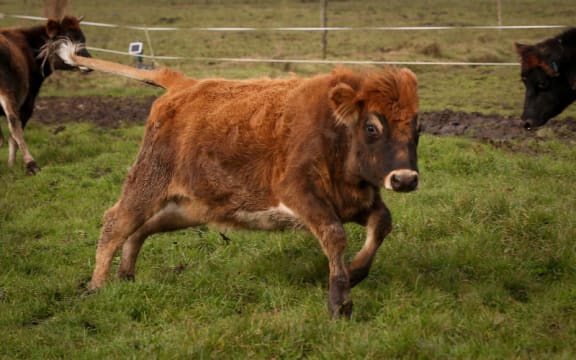 Organic Jersey heifer on a Rongotea farm.