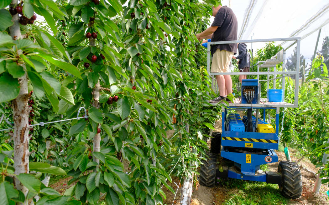 Mobile platform picking of cherries on Earnscy Weaver Orchard, Otago