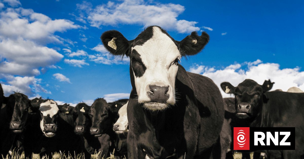 Anti-methane vaccine could reduce impact of cow burps | RNZ
