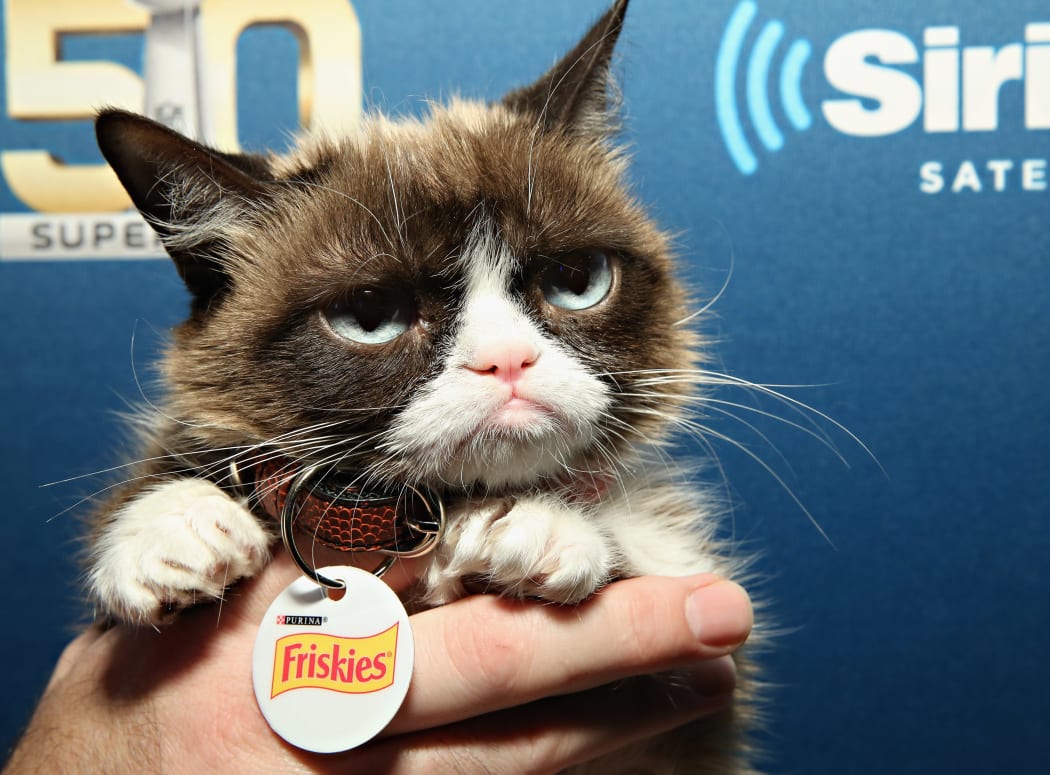 Grumpy Cat visits the SiriusXM set at Super Bowl 50 Radio Row at the Moscone Center on February 4, 2016 in San Francisco, California.