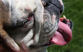Bulldog