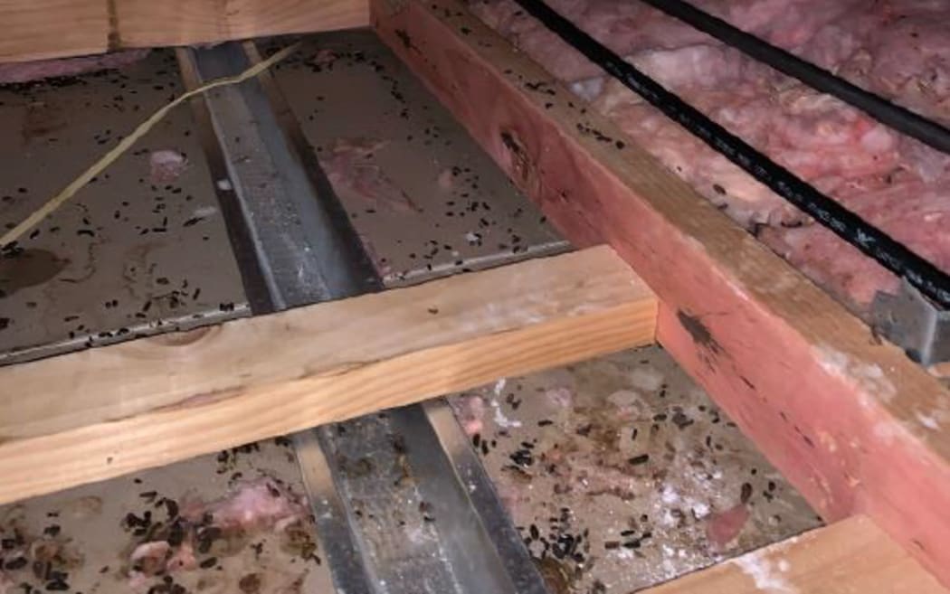 Rat faeces visible in the house's ceiling cavity.