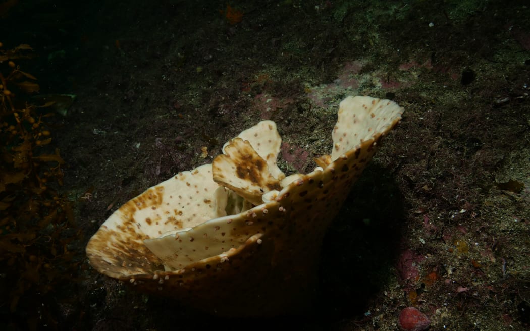 One of the 50 million sponges along 1000 kilometres of Fiordland coastline that was bleached in the largest such event ever recorded.