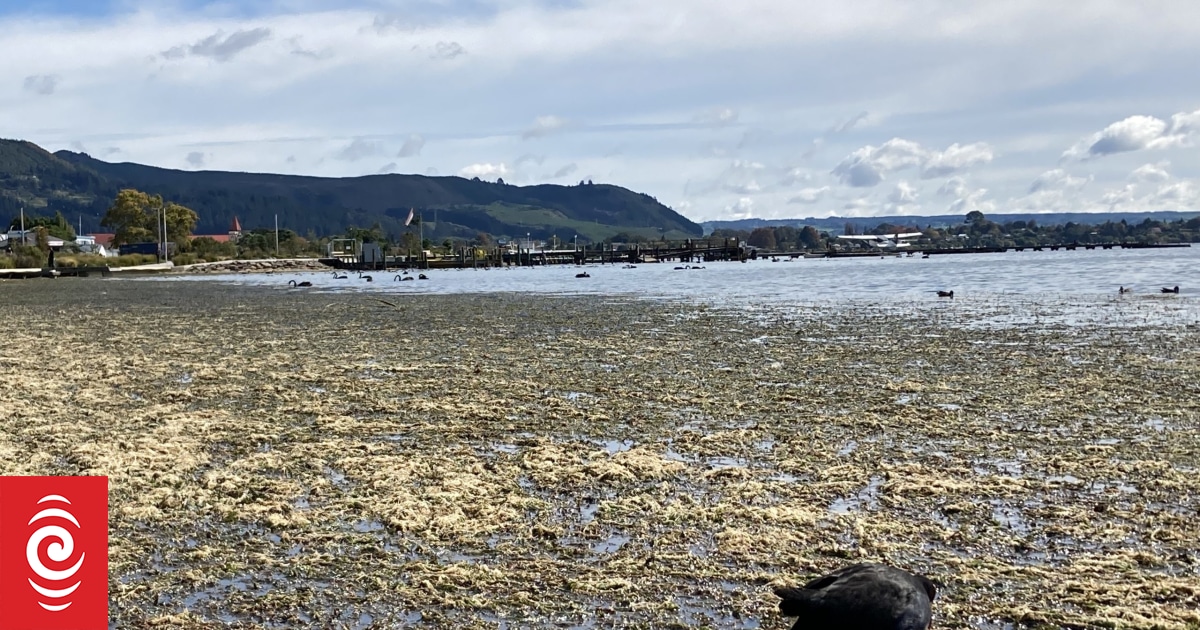 Pungent, rotting lake weed takes over Rotorua's lakefront - Vimarsana News