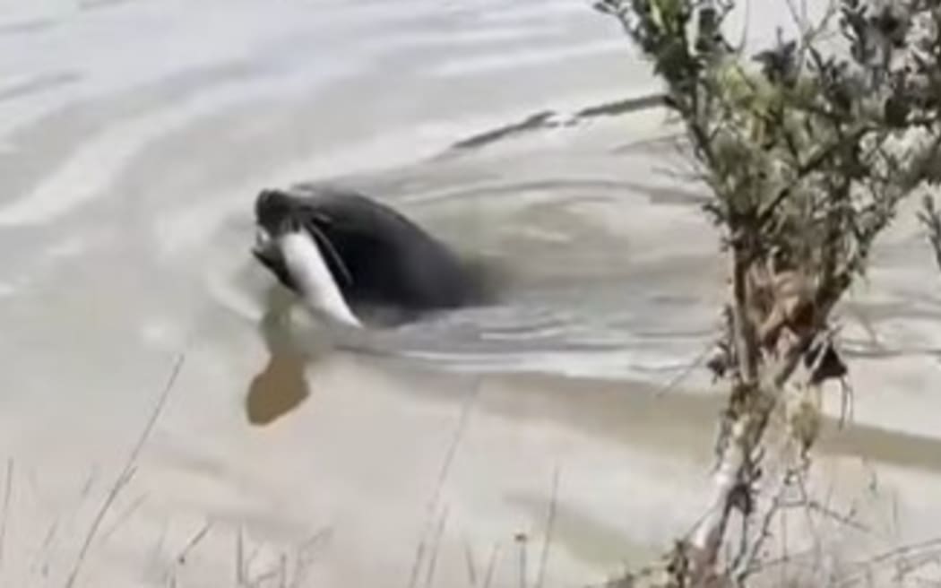 A seal with an eel in its mouth.