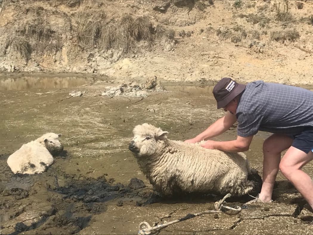Drought hit Hawkes Bay farmer Mark Warren pulling sheep out of a dried up dam.