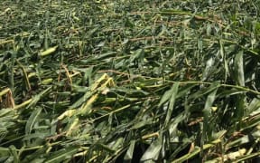 Maize crops flattened by Cyclone Gita