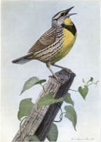 Carol the Meadow Lark. Illustration by Louis Agassiz Fuertes of an Eastern Meadowlark (Sturnella magna), from The Burgess Bird Book for Children