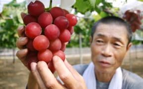 Japanese farmer Tsutomu Takemori displays a bunch of Ruby Roman grapes in 2008.The variety has been developed over the last 14 years and is grown in Ishikawa province.