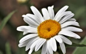 Shasta daisy.