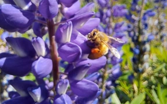 Busy bees in the Summer sun.