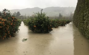 Murray Burgess' mandarin orchard in Te Kakara following two recent storms.