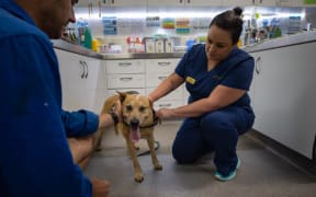 Vet Danielle Huston will attempt to keep the clinic open during Cyclone Alfred.