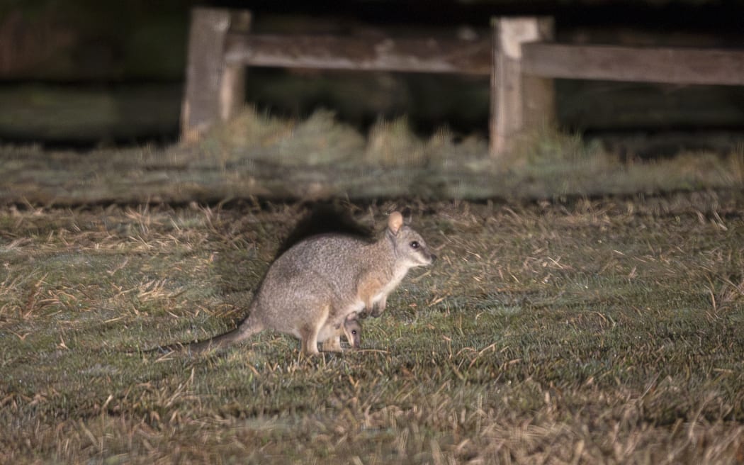 Wallabies at Lake Okataina Outdoor Centre, near Rotorua, on  22 August 2023.