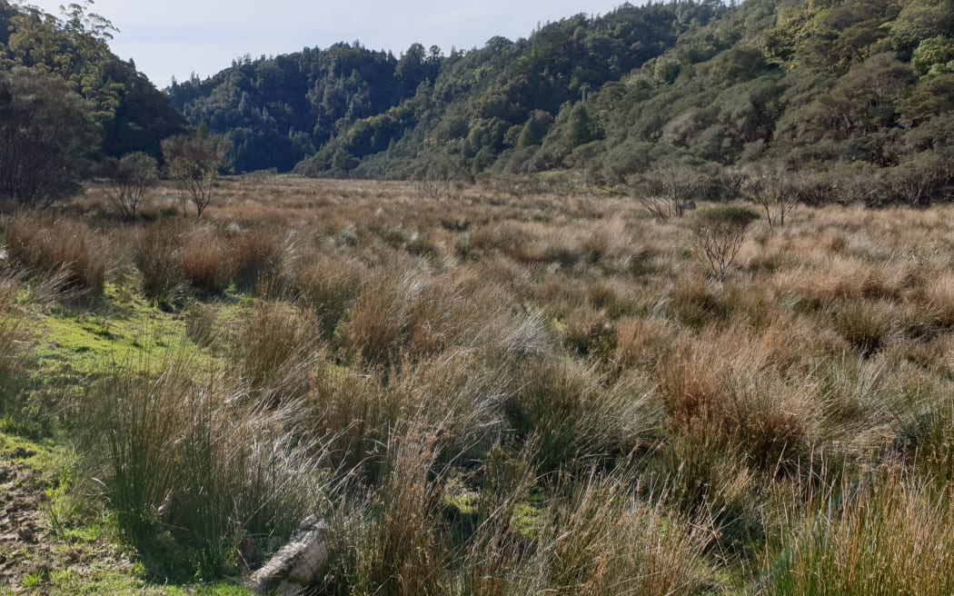 Tony Pascoe, who lives at Mangapēpeke Valley, says there's 23 species of native birds in the area, including kiwi roaming the area.