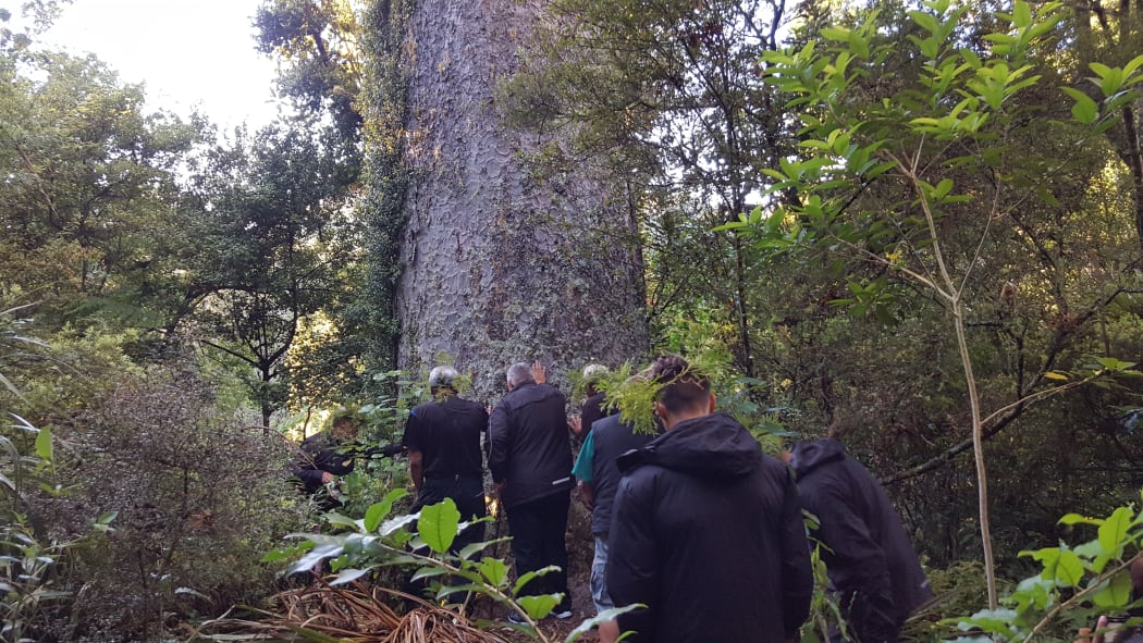 Te Kawerau ā Maki announced a rāhui to discourage people from visiting the Waitakere Ranges in a bid to stop the spread of kauri dieback.