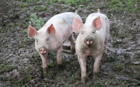 Piglets