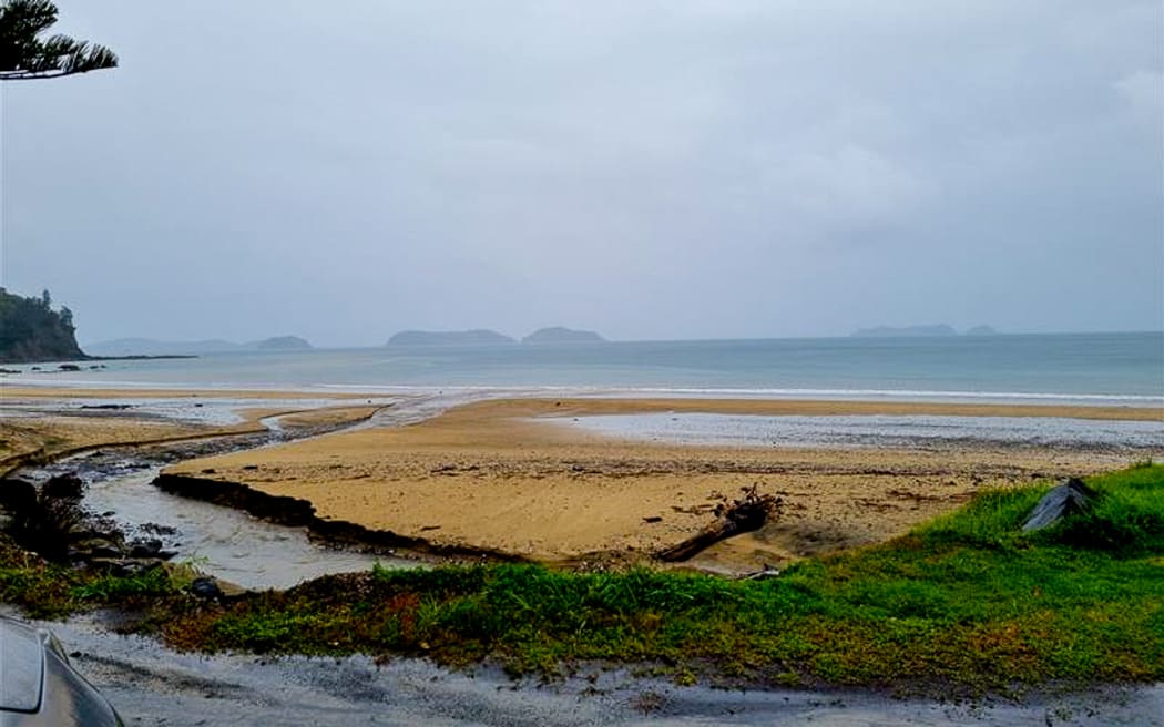 The penguins climb up the cliffs from Waitete Bay at the top of the Coromandel Peninsula