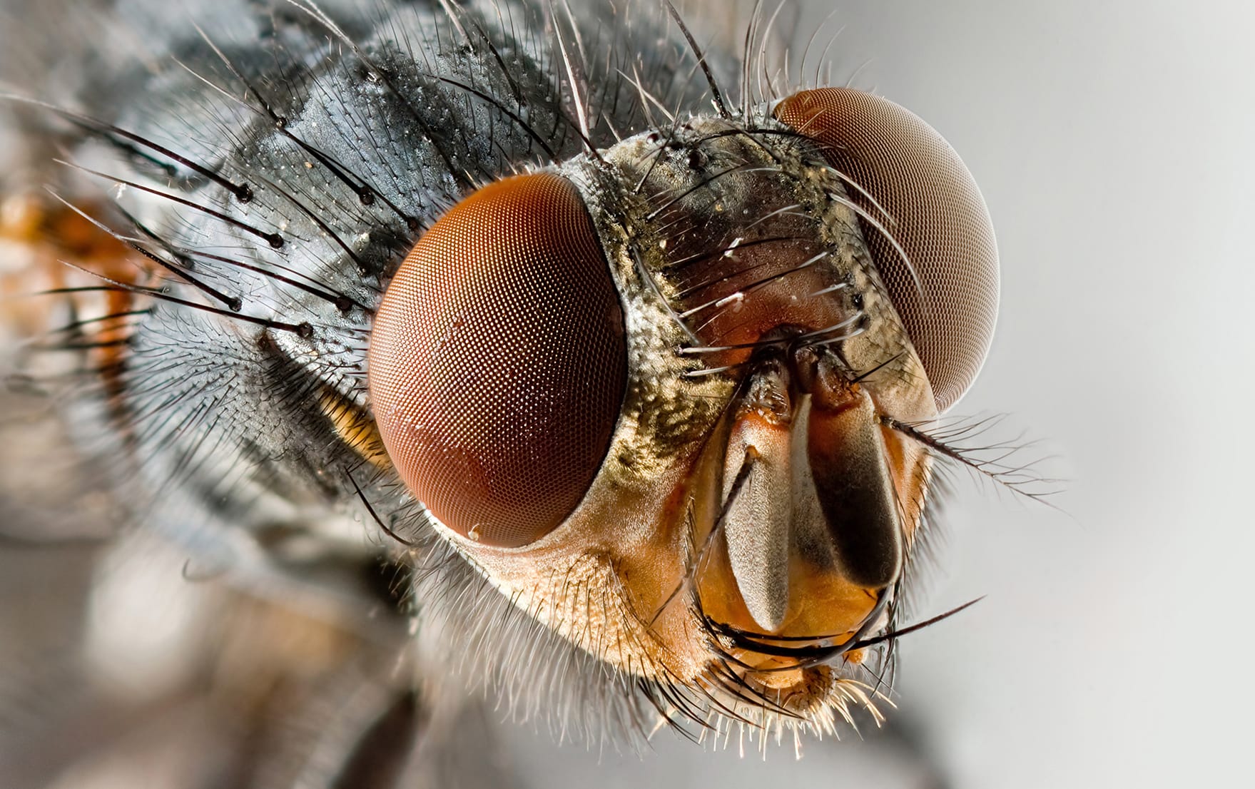 Flies carry more diseases than first thought