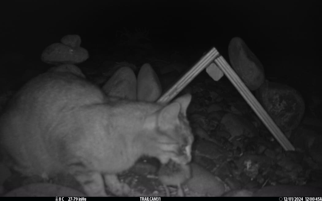 Feral cat preys on black-fronted tern chicks, Dec 2024, DOC