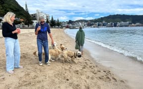 Dogs at Oriental Bay Beach in Wellington on 31 October 2023.