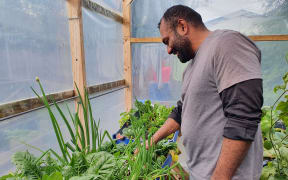 Mosese Vilivilioyawa checks his crops.
