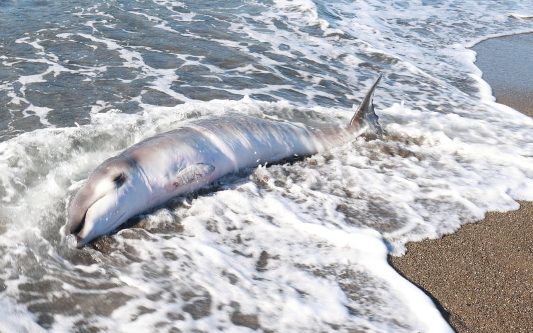 The "exceedingly rare" baby gingko-toothed beaked whale washed up on a beach near Te Kaha.