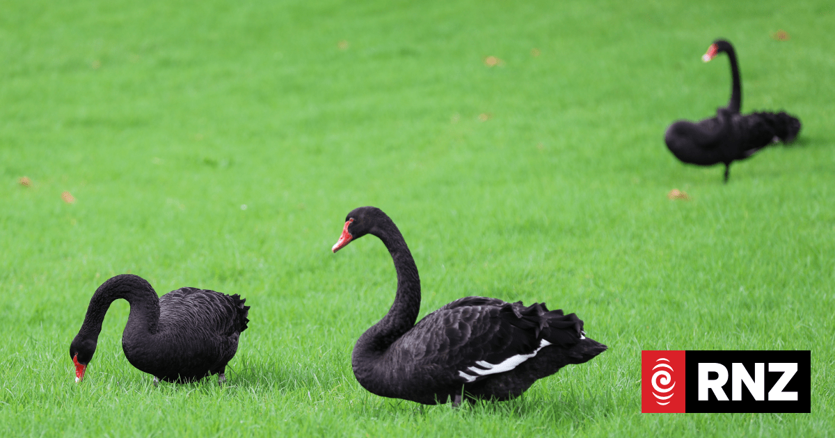 Why visitors to Western Springs (and other parks) shouldn't feed the birds