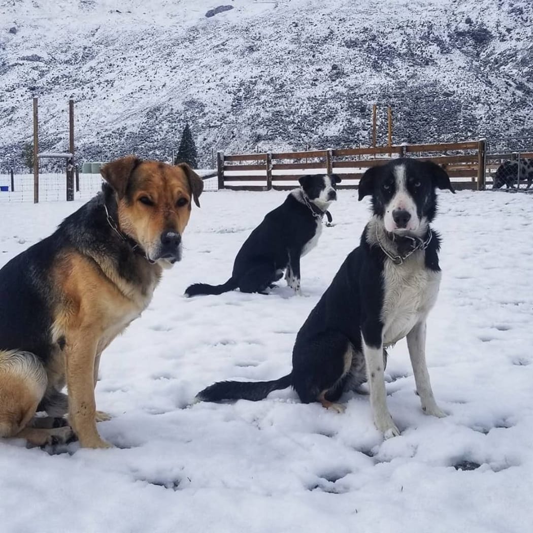 Dogs in the snow in Kingston.