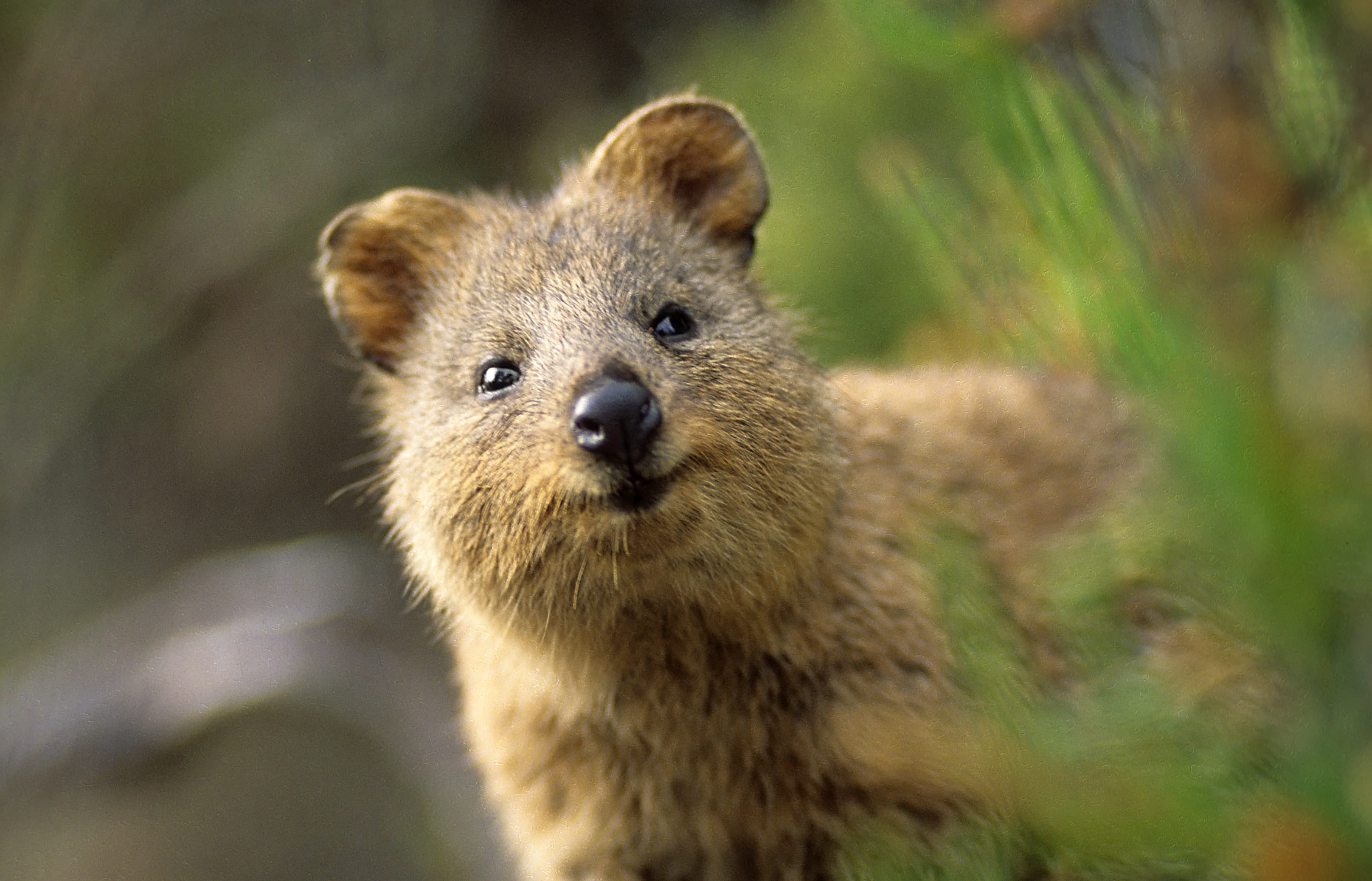 A quokka on Rottnest Island.