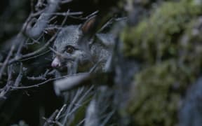Possum