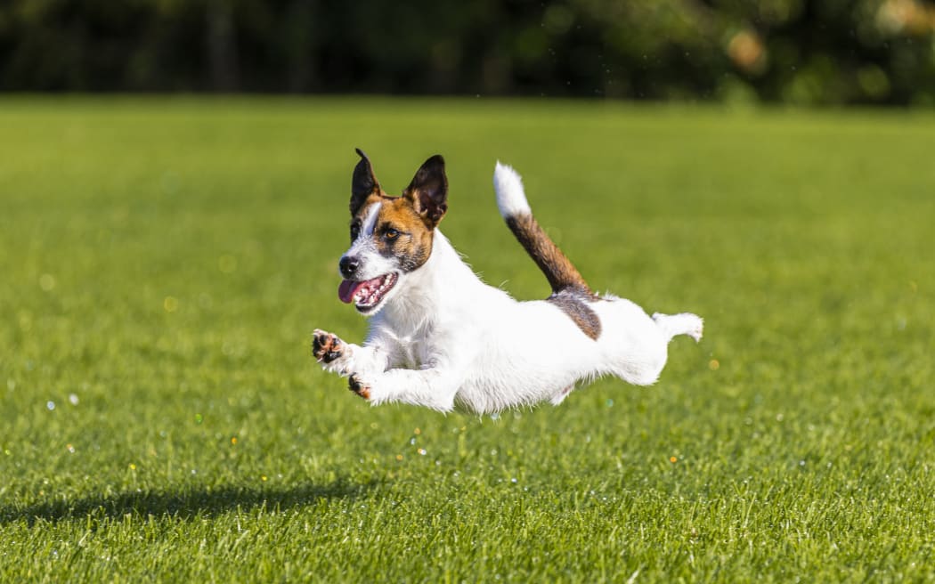 The three Wairarapa councils together had nearly 1200 dog-related call outs during the last financial year.