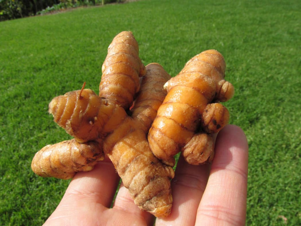 Home-grown turmeric
