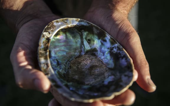 Paua held by Mike Vincent.