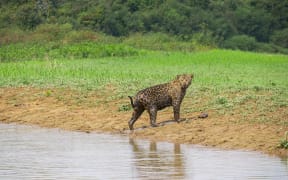 Jaguar in the Pantanal