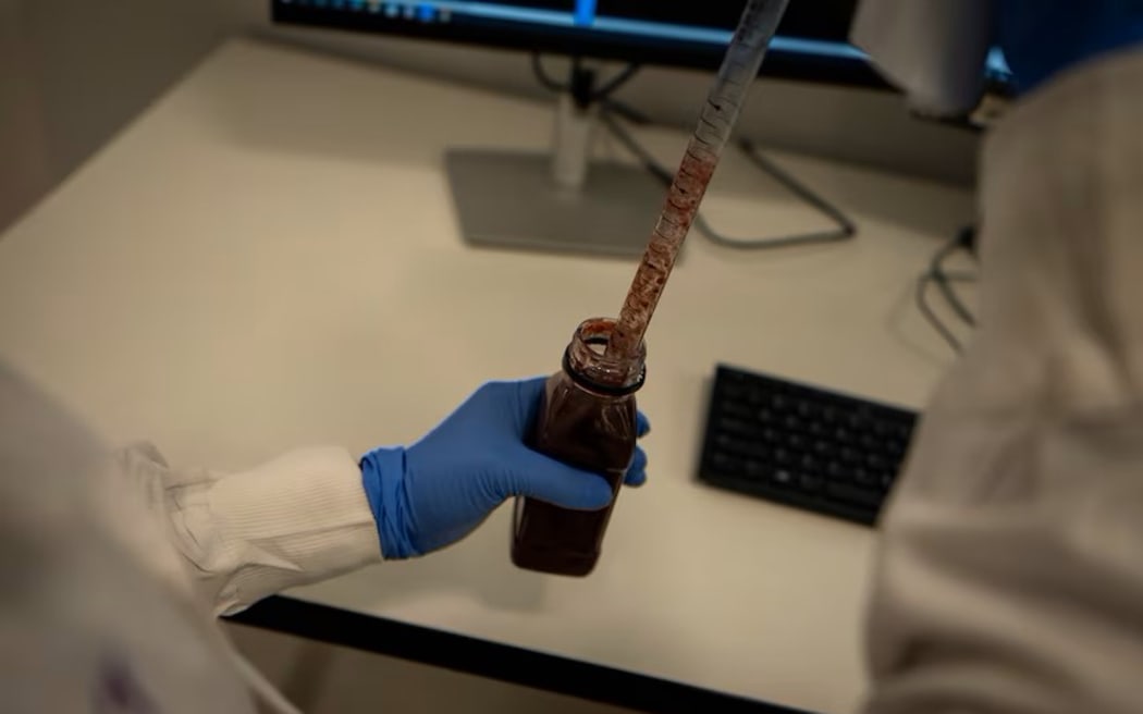Scientists are testing Queen Garnet extract to see if it protects lab-grown brain cells from inflammation. (ABC Landline: Cameron Lang)